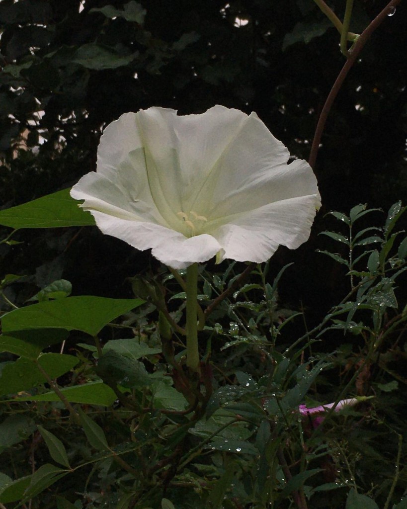 Plantas que Florescem à Noite: A Beleza Oculta do Jardim Noturno