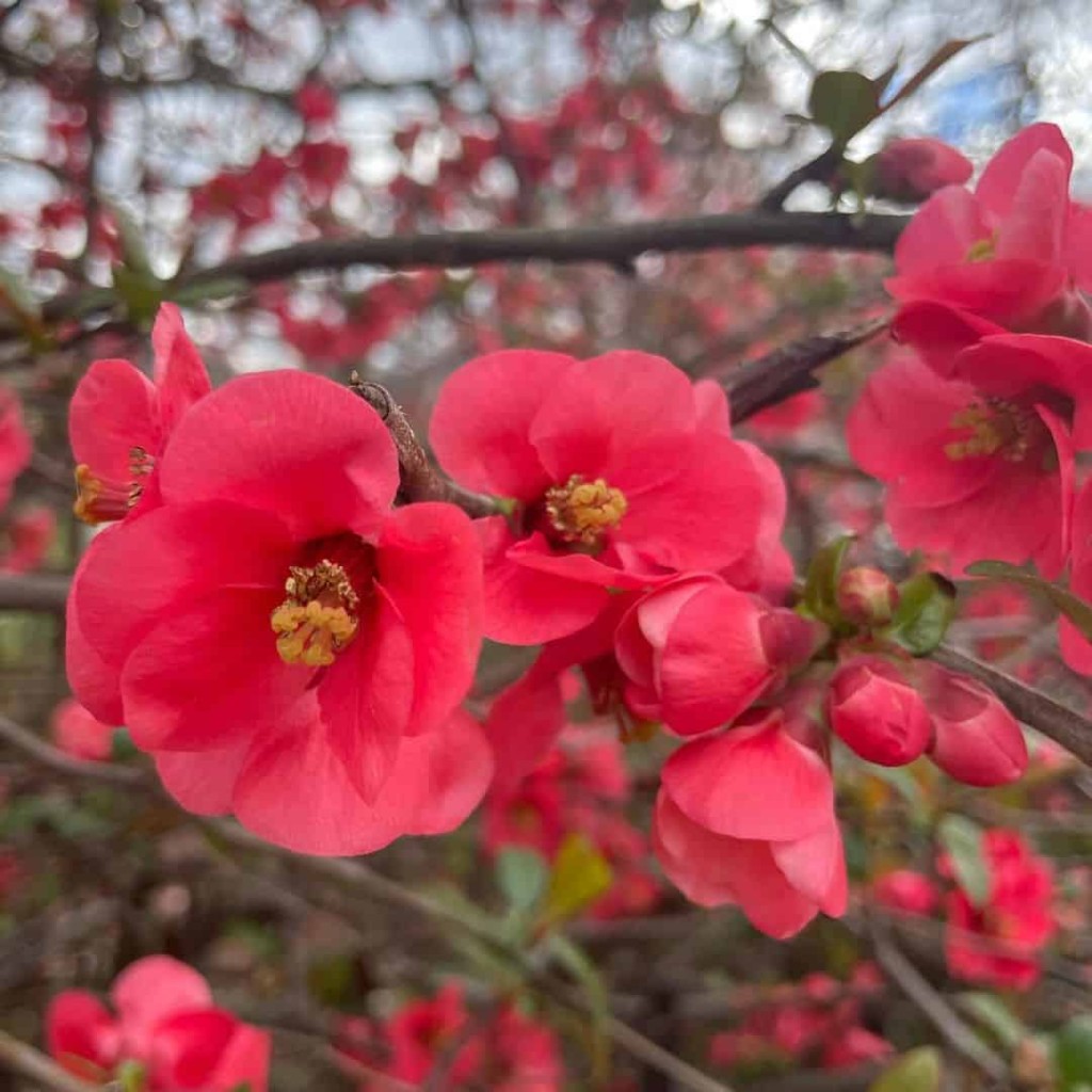 Marmelinho-Ornamental