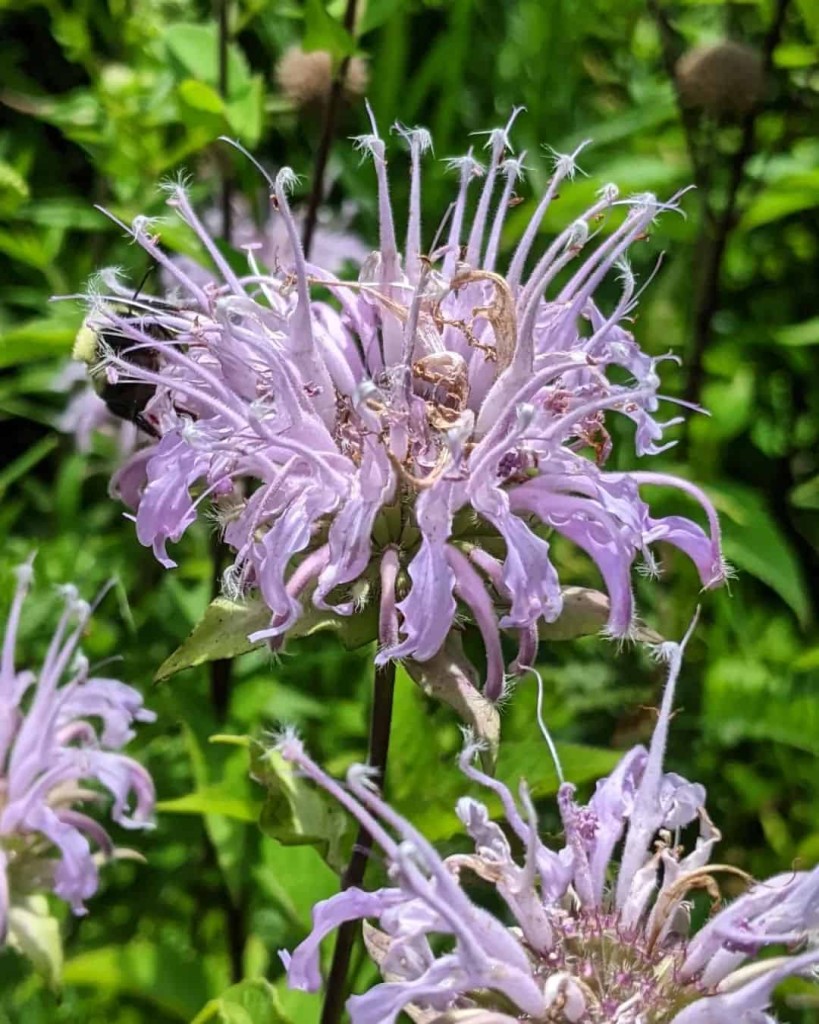 Monarda (Bergamota Selvagem): Um Toque Aromático e Medicinal para seu Jardim
