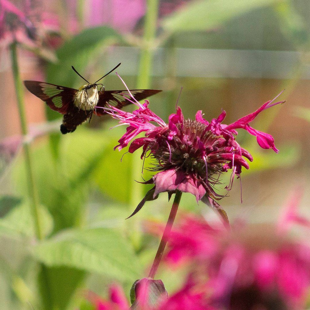 Monarda (Bergamota Selvagem): Um Toque Aromático e Medicinal para seu Jardim