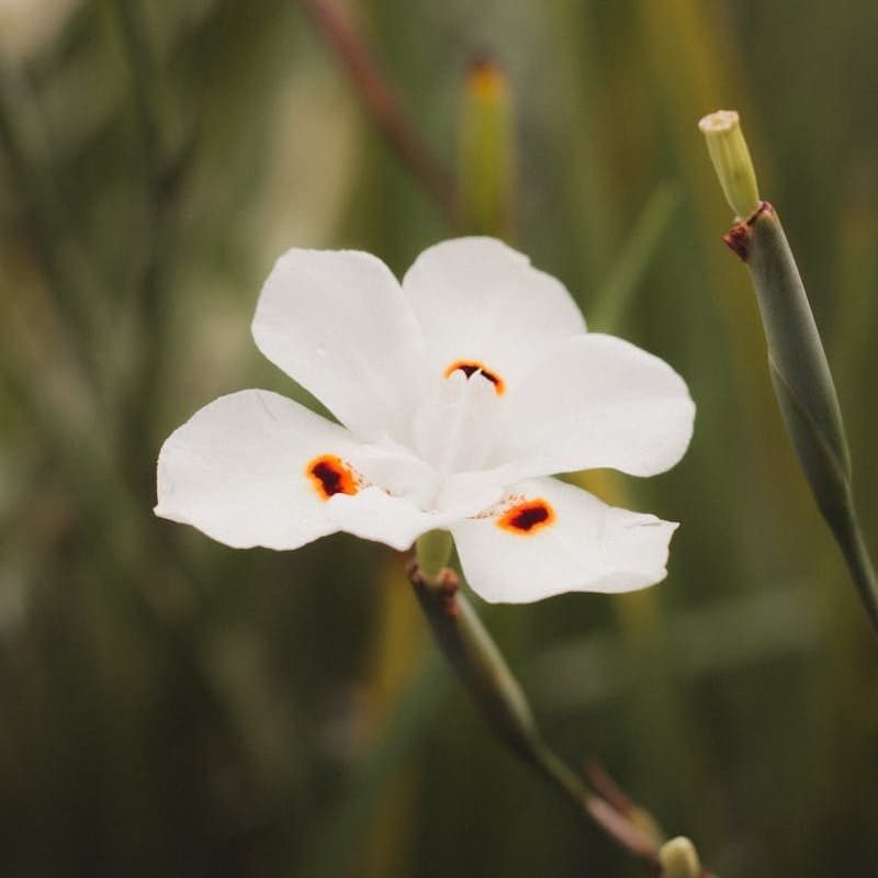 Moreia: A Versatilidade e Beleza no Paisagismo