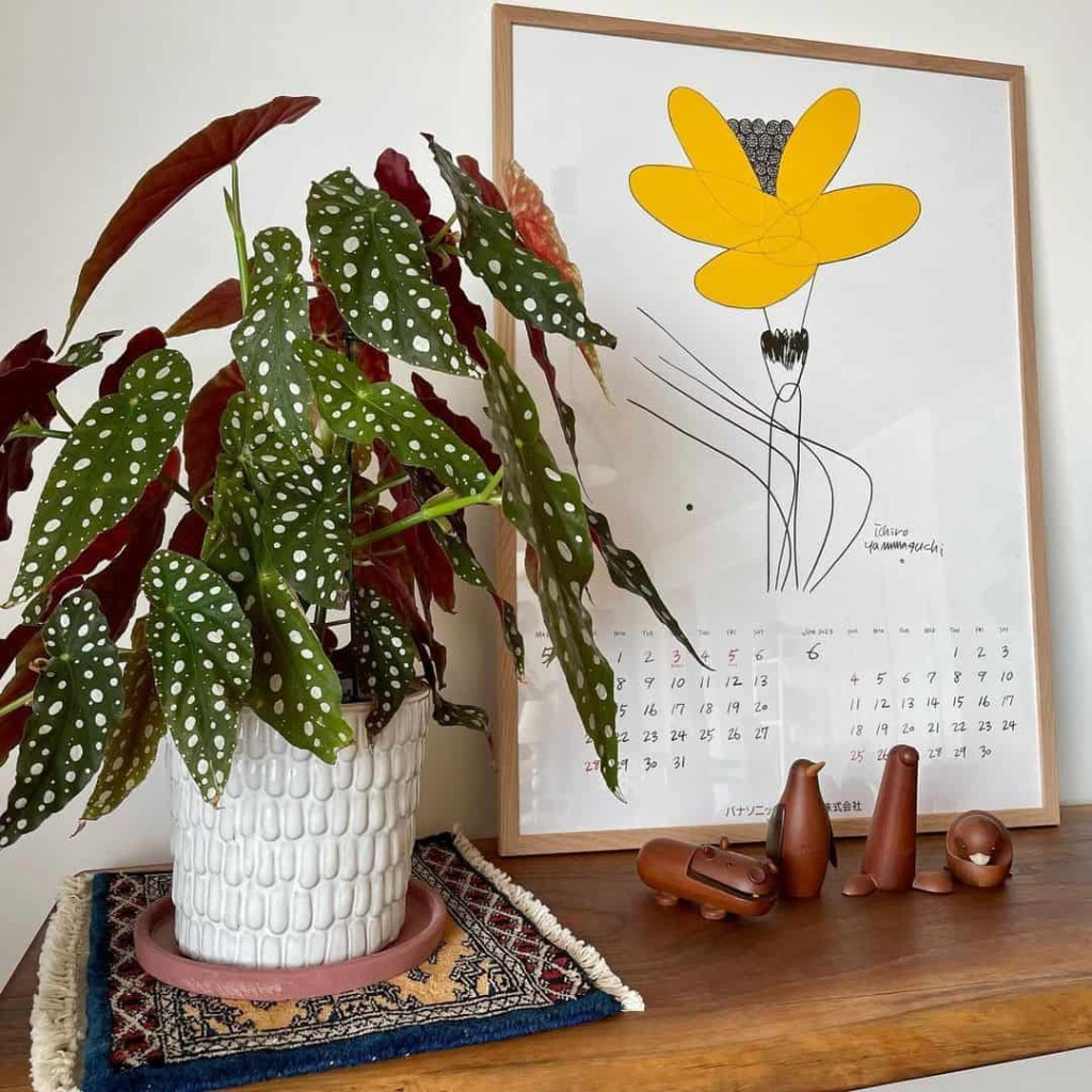 Como fazer e cuidar de mudas de Begonia-maculata: dicas essenciais para iniciantes