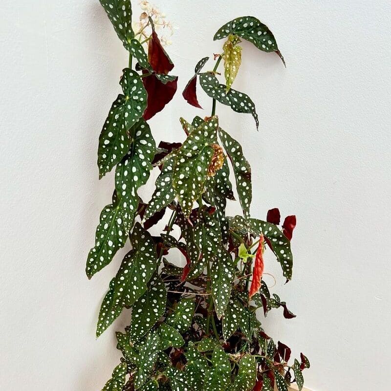 Como fazer e cuidar de mudas de Begonia-maculata: dicas essenciais para iniciantes