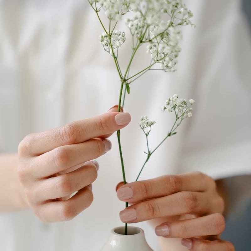 Planta mosquitinho (Gypsophila): como cuidar dessa delicada espécie ornamental