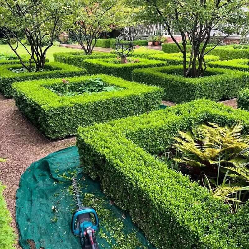 Conheça as 6 Melhores Plantas para Canteiros