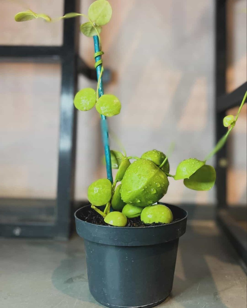 Dischidia Vidalli, a Planta Bolsa de Canguru: Guia Completo para o Cultivo e Cuidados