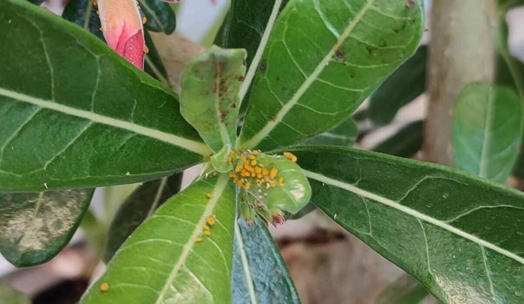 Essa praga pode acabar com sua horta — veja como eliminar os pulgões de forma natural