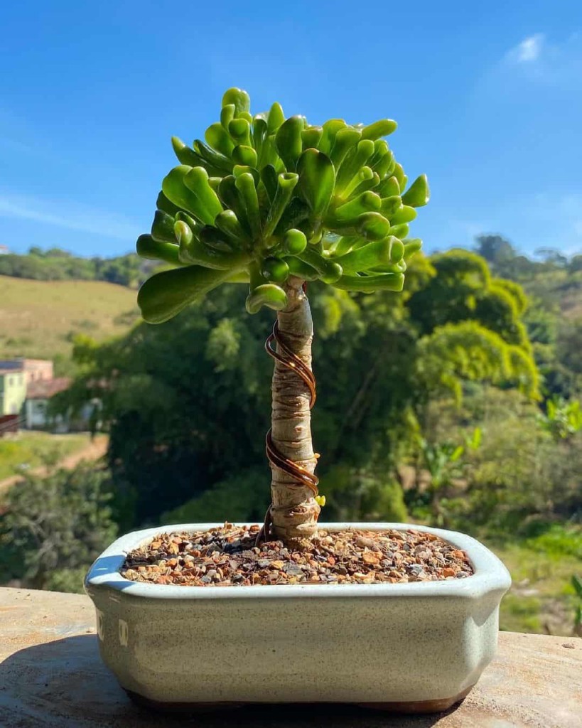 Conheça 5 Suculentas que Viram Bonsai