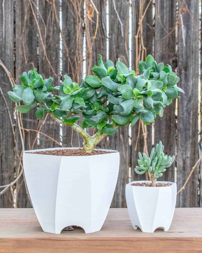 Conheça 5 Suculentas que Viram Bonsai