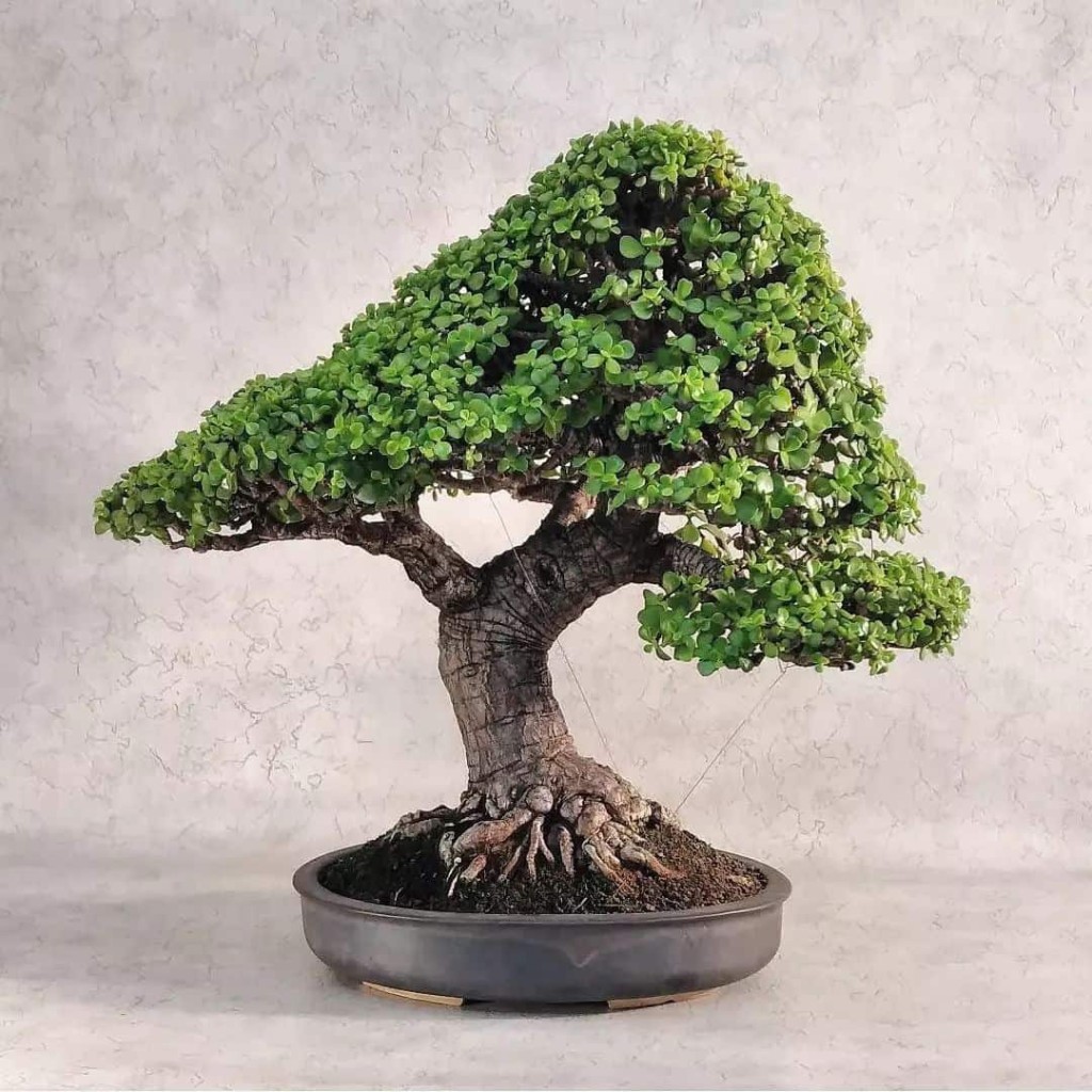 Conheça 5 Suculentas que Viram Bonsai