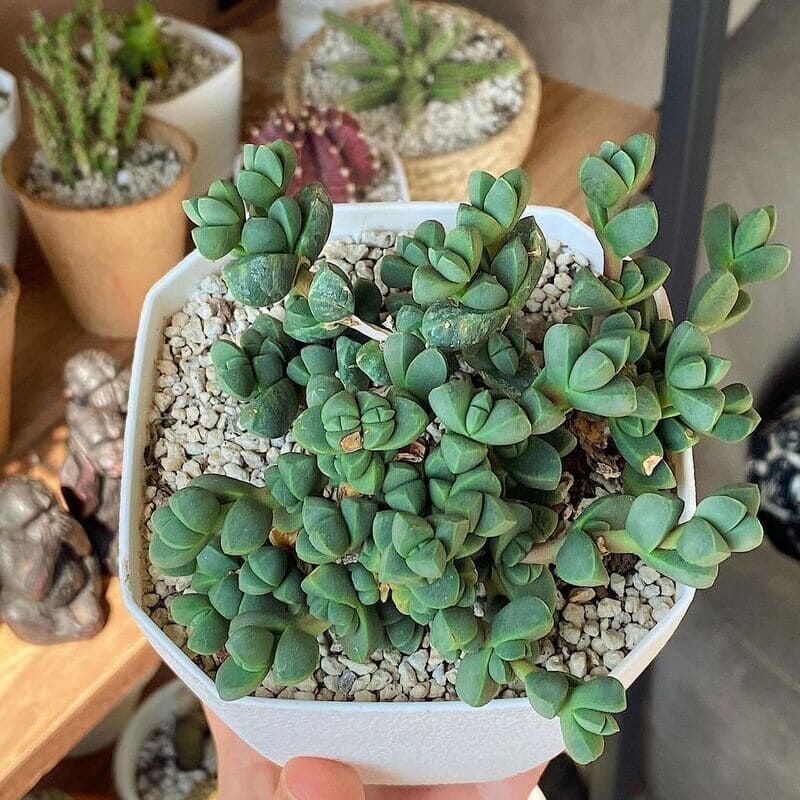 Suculenta Coração-Partido (Corpuscularia lehmannii): Como Cuidar dessa Suculenta Compacta e Resistente?