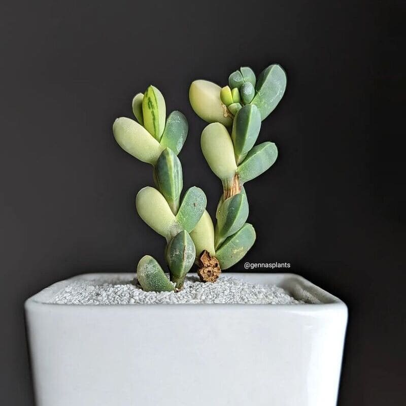 Suculenta Coração-Partido (Corpuscularia lehmannii): Como Cuidar dessa Suculenta Compacta e Resistente?