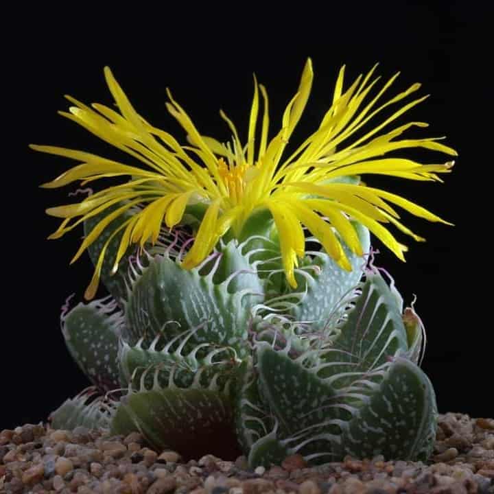 Mandíbula de Tigre: Aprenda a Cuidar da Exuberante Faucaria Tigrina com Dicas Profissionais