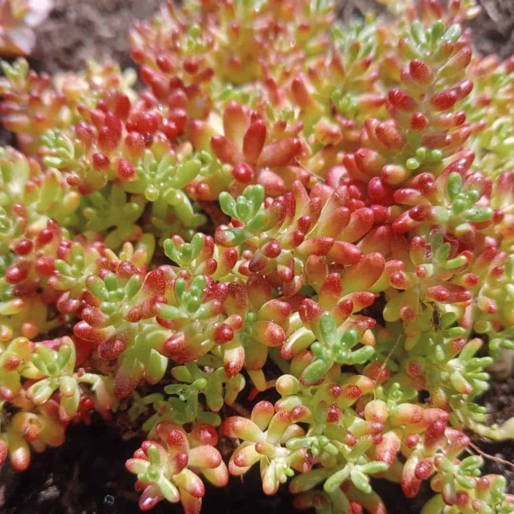 Conheça 5 Suculentas Raras que Vão Enriquecer Seu Jardim: Dicas de Especialistas