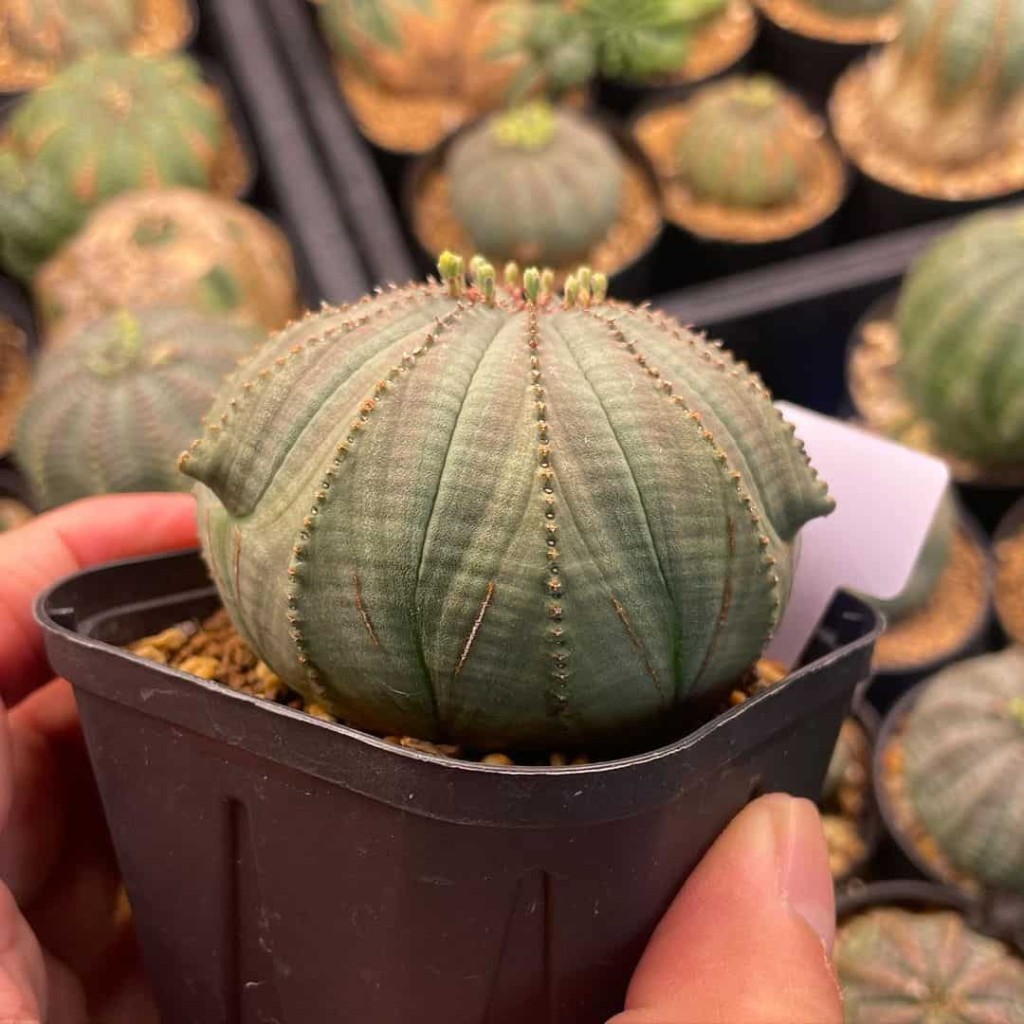 Conheça 5 Suculentas Raras que Vão Enriquecer Seu Jardim: Dicas de Especialistas