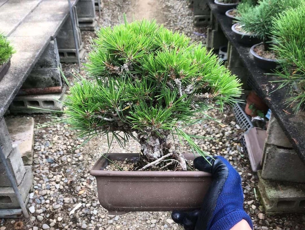 Tipos de Pinheiro para Jardim: Especialistas Recomendam as 4 Espécies Mais Comuns