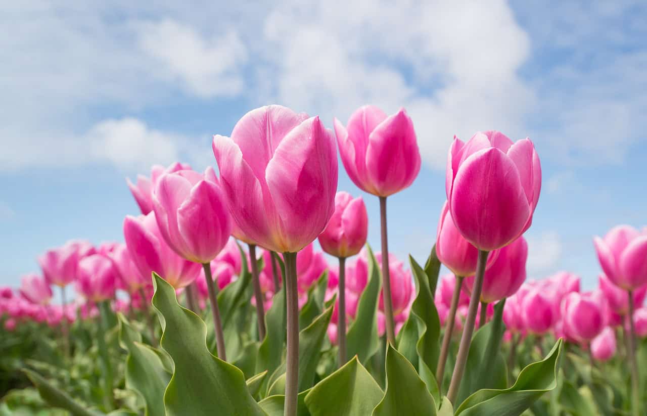 Tulipas: o que significa a flor que simboliza amor verdadeiro e renovação