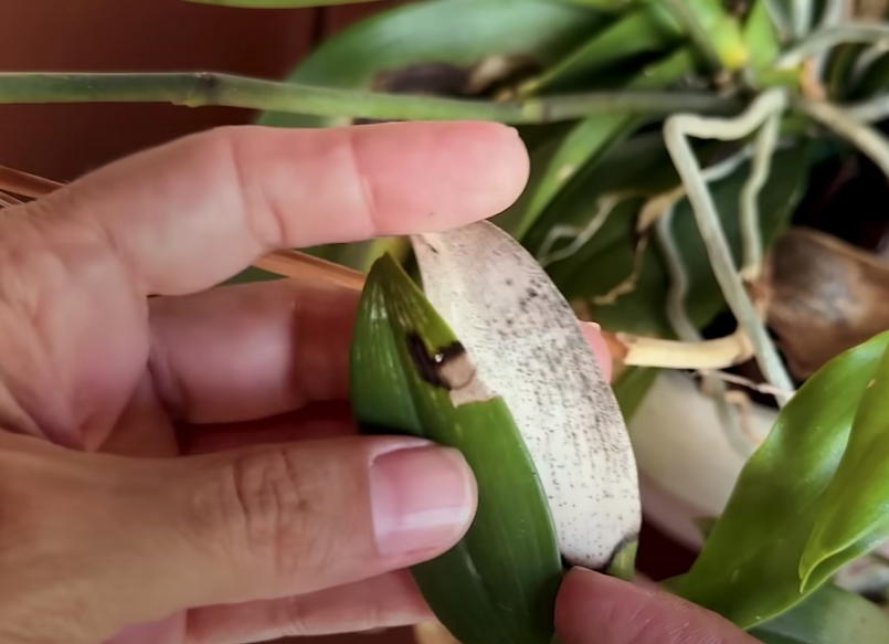 Como resolver os 5 PROBLEMAS mais comuns em ORQUÍDEAS; seja nas FLORES, folhas e RAIZ