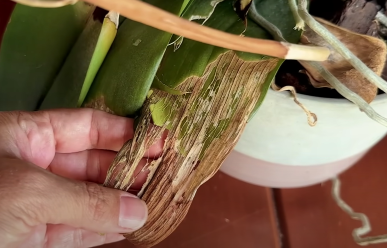 Como resolver os 5 PROBLEMAS mais comuns em ORQUÍDEAS; seja nas FLORES, folhas e RAIZ