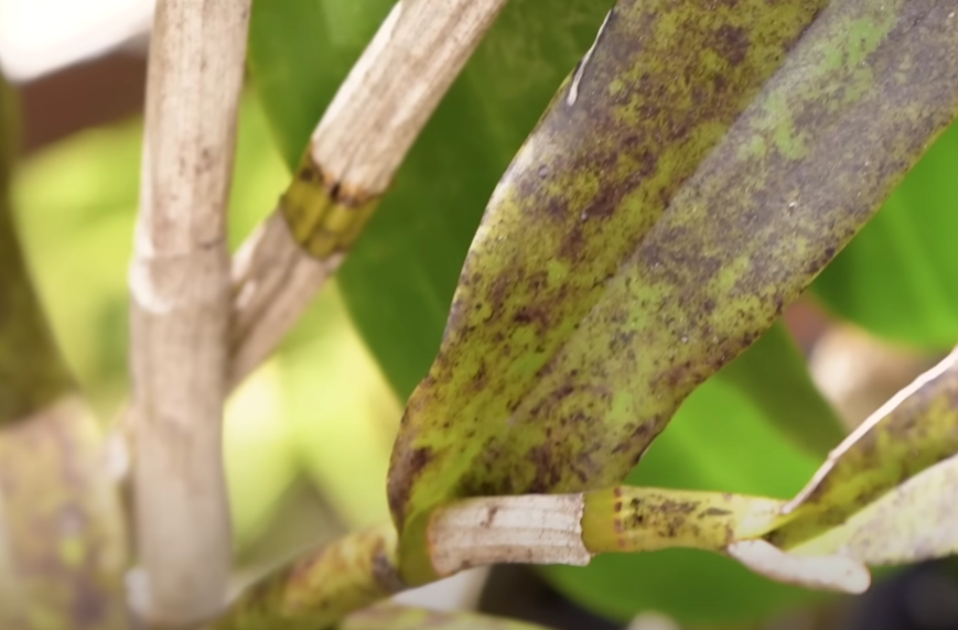 Como resolver os 5 PROBLEMAS mais comuns em ORQUÍDEAS; seja nas FLORES, folhas e RAIZ