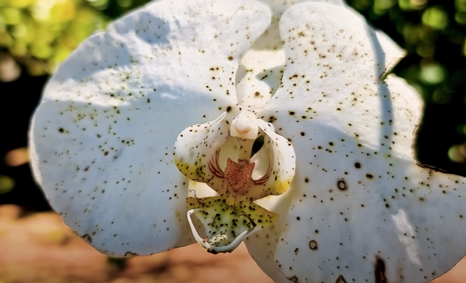 Como resolver os 5 PROBLEMAS mais comuns em ORQUÍDEAS; seja nas FLORES, folhas e RAIZ