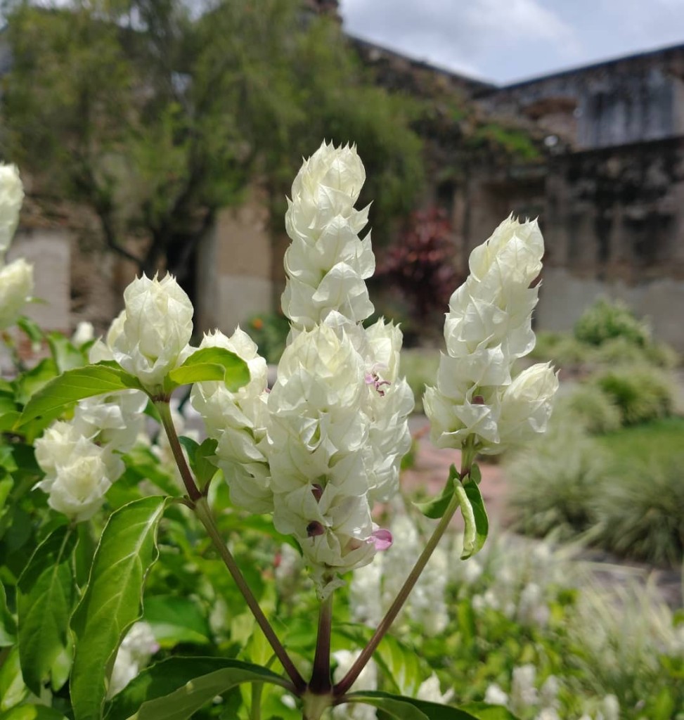É primavera! 10 PLANTAS de MUITA FLOR para transformar o JARDIM