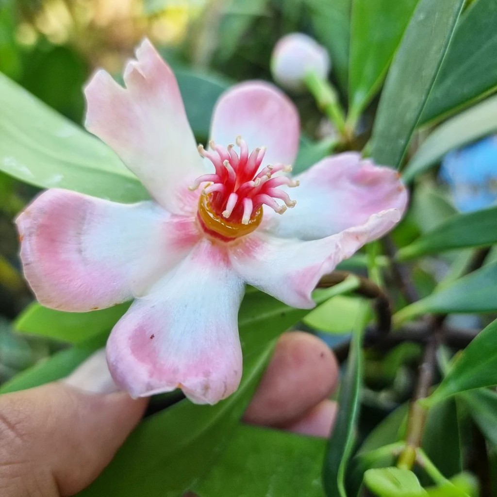 Clúsia-porcelana (Clusia orthoneura): Uma Beleza Esculpida para seu Jardim