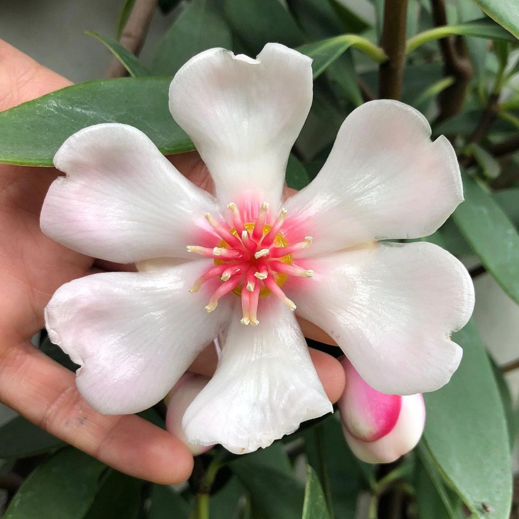 Clúsia-porcelana (Clusia orthoneura): Uma Beleza Esculpida para seu Jardim