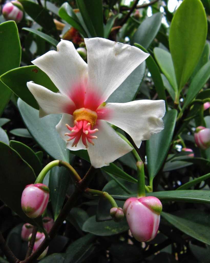 Clúsia-porcelana (Clusia orthoneura): Uma Beleza Esculpida para seu Jardim