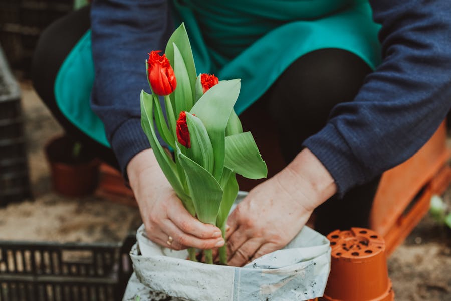 Vai Viajar? Saiba Como Cuidar de Suas Plantas Mesmo Estando Longe.