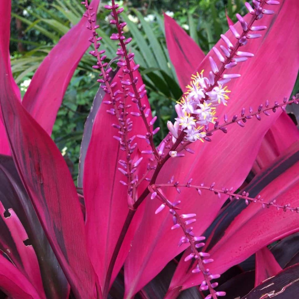 Paisagistas revelam 3 plantas coloridas para quebrar o verde do jardim - dracena cordeline