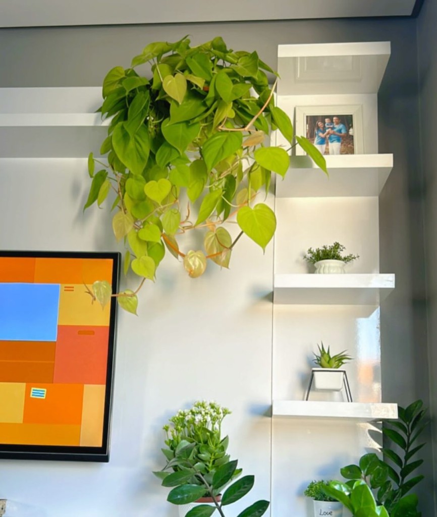 Jiboia com folhas amarelas: como resolver o problema?