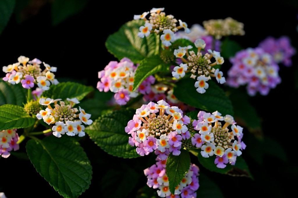 lantana