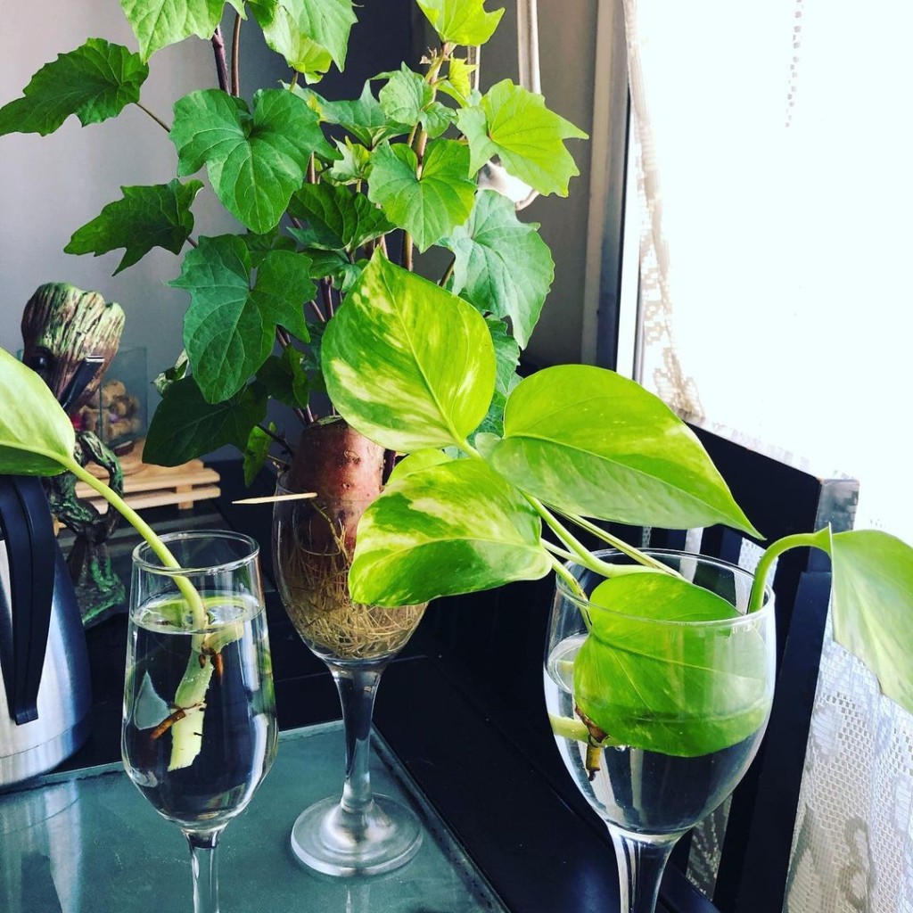 Como fazer muda de jiboia do jeito certo: passo a passo completo