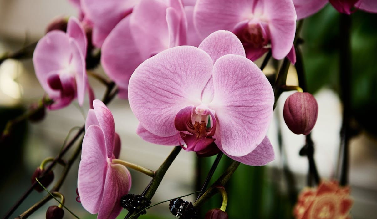 Como resolver os 5 PROBLEMAS mais comuns em ORQUÍDEAS; seja nas FLORES, folhas e RAIZ