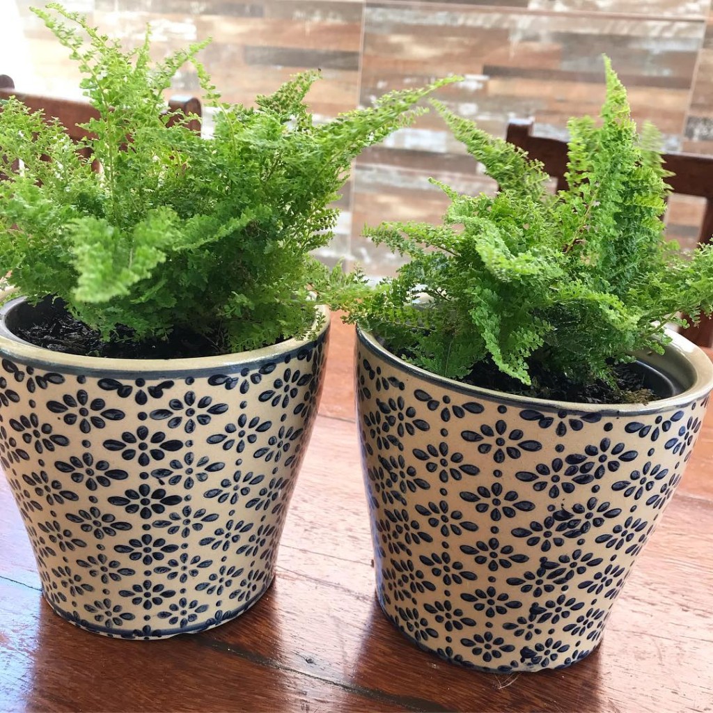 3 plantas para banheiro que prosperam sem problemas no ambiente