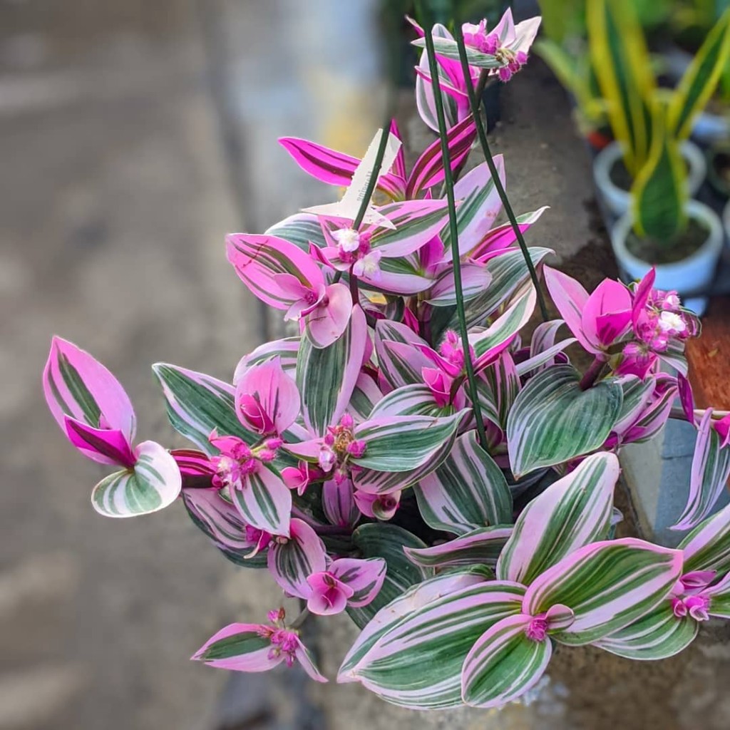 6 plantas com folhas rosa que destacam qualquer ambiente.