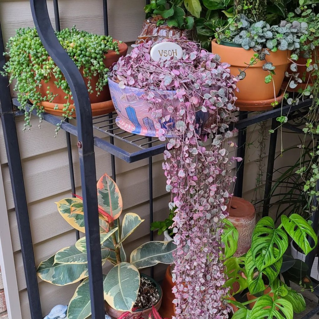 6 plantas com folhas rosa que destacam qualquer ambiente.