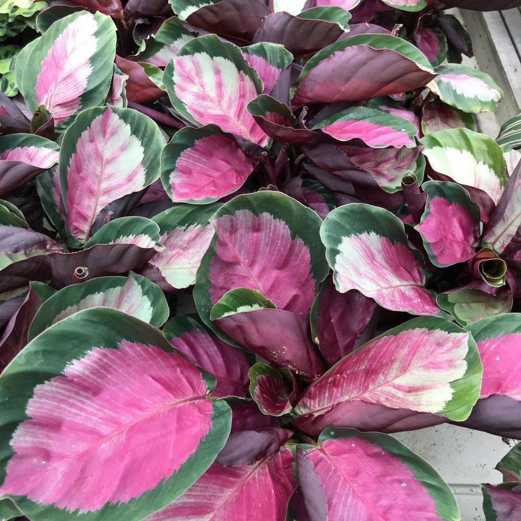 6 plantas com folhas rosa que destacam qualquer ambiente.