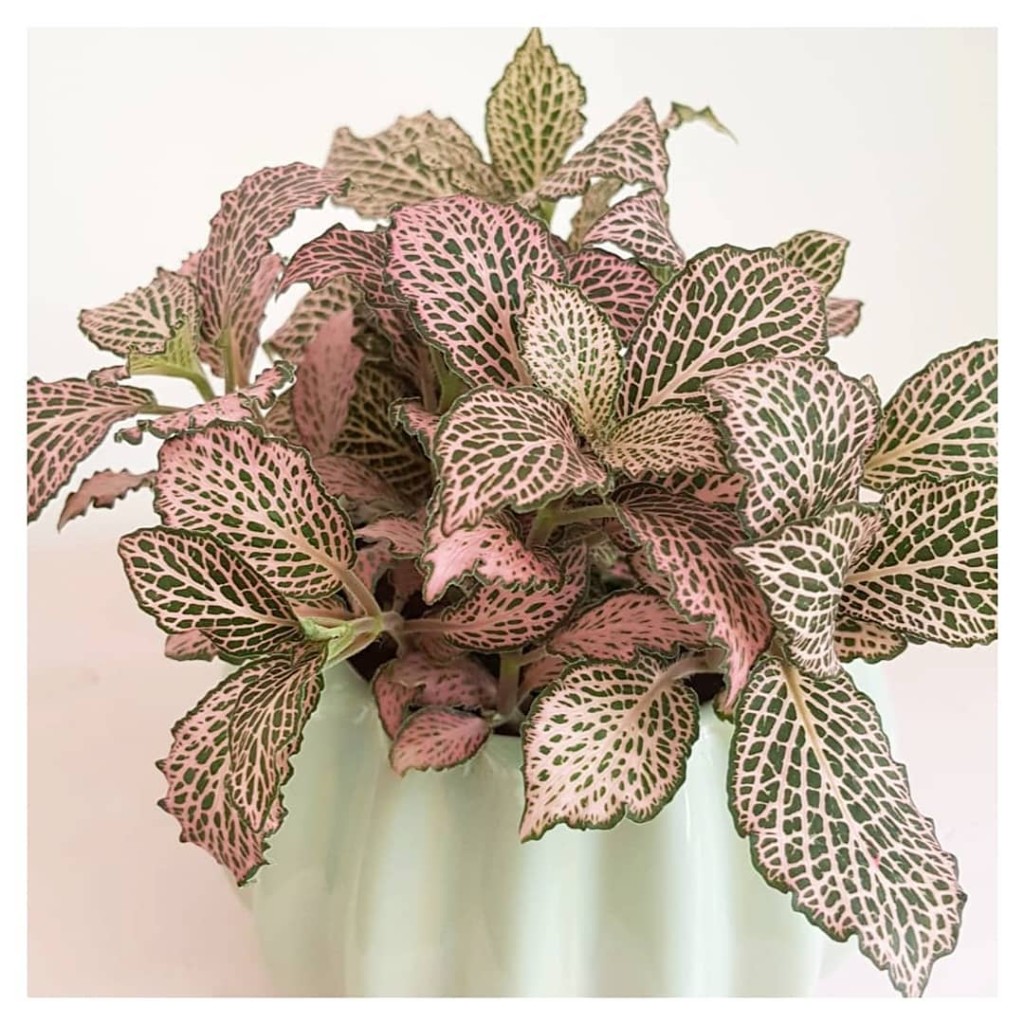 6 plantas com folhas rosa que destacam qualquer ambiente.