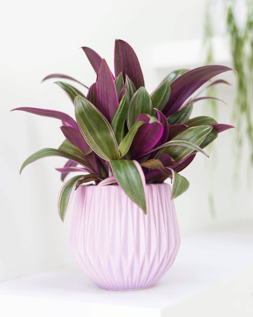 6 plantas com folhas rosa que destacam qualquer ambiente.