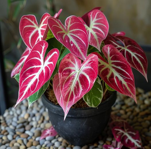 6 plantas com folhas rosa que destacam qualquer ambiente.