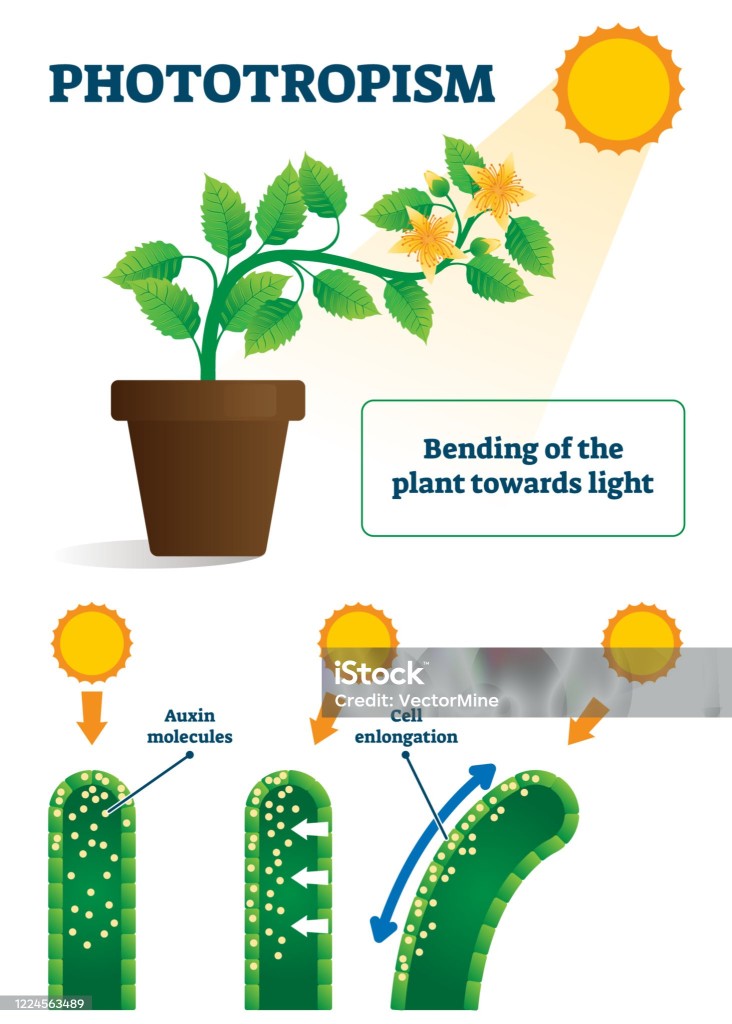 Por que as Plantas Expandem suas Folhas e Flores Durante o Dia?
