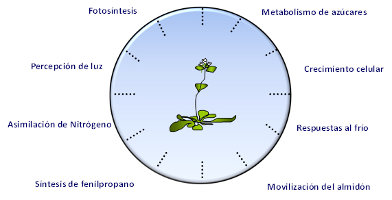 Por que as Plantas Expandem suas Folhas e Flores Durante o Dia?