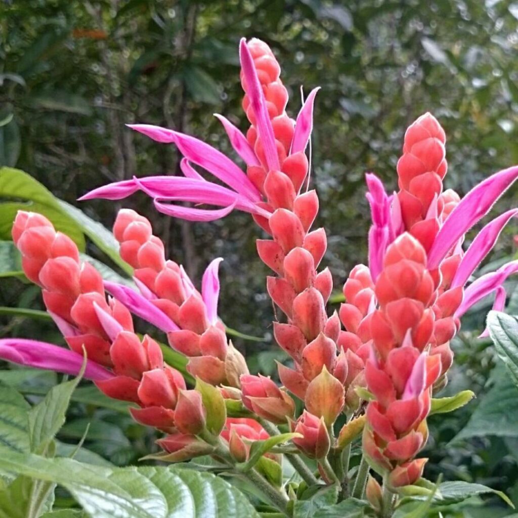 É primavera! 10 PLANTAS de MUITA FLOR para transformar o JARDIM