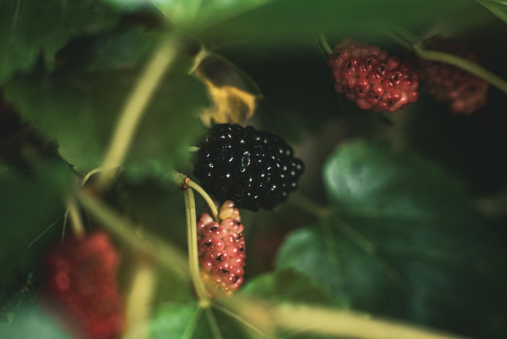 Conheça as Frutíferas Ideais para Iniciar seu Pomar em Vasos ou Quintais