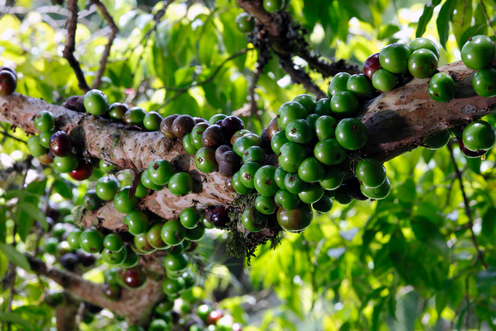 Conheça as Frutíferas Ideais para Iniciar seu Pomar em Vasos ou Quintais