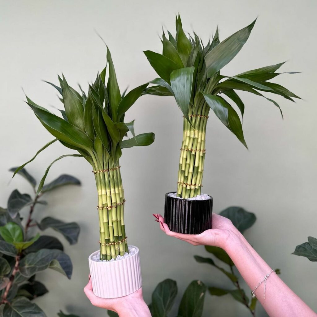 O que fazer quando o bambu da sorte fica amarelado? Especialistas explicam como resolver esse problema