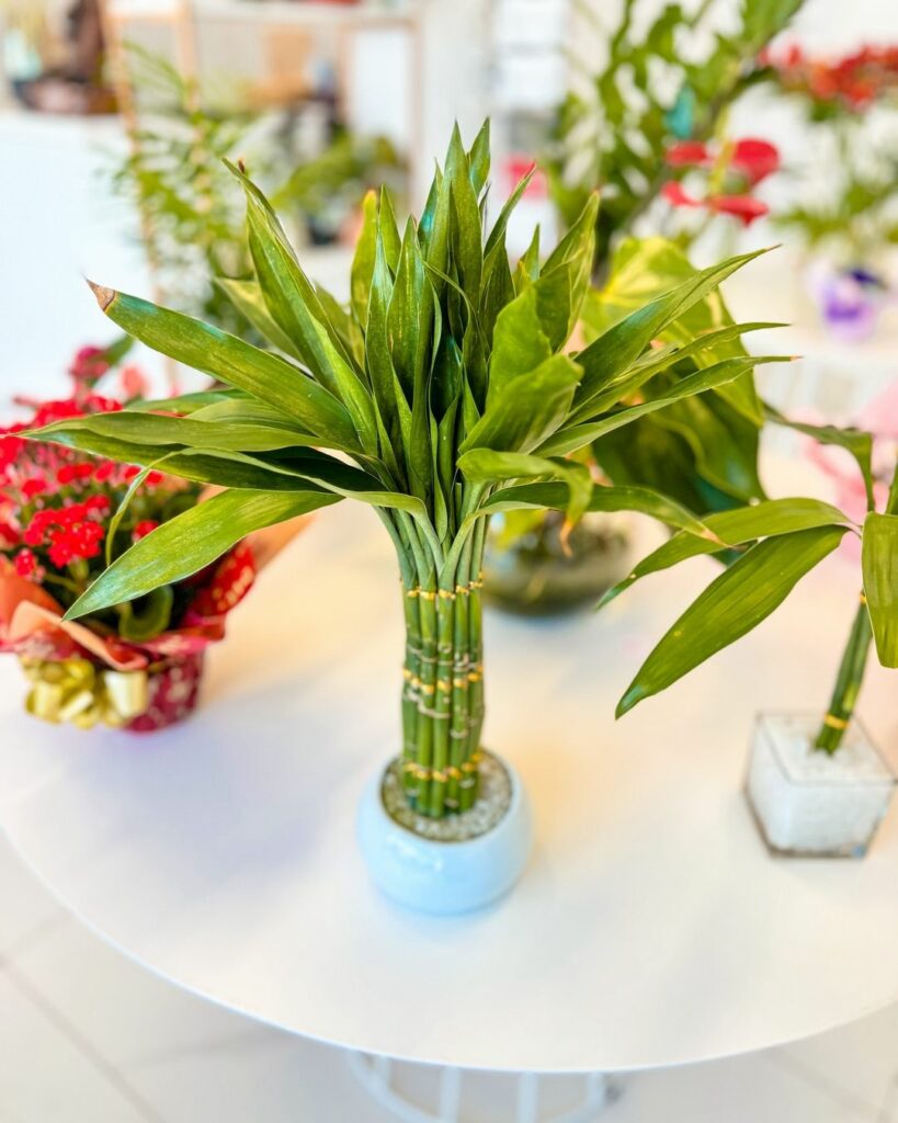 O que fazer quando o bambu da sorte fica amarelado? Especialistas explicam como resolver esse problema