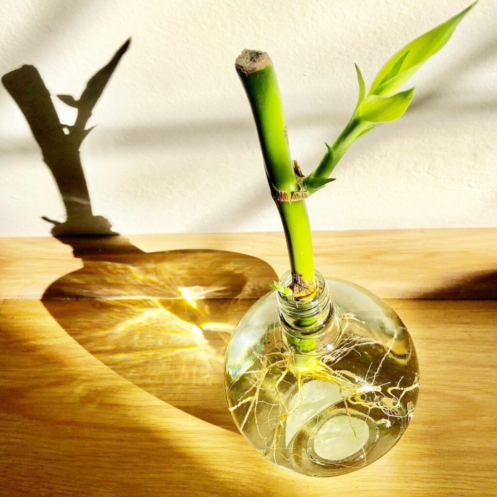 5 dicas para cuidar do bambu da sorte na água